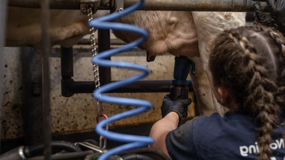 A farmer milks a cow at the UNH Fairchild Dairy Teaching and Research Center
