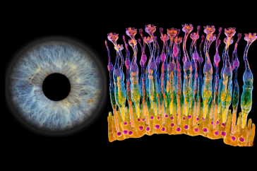 左图为视网膜感光器，右图为视网膜。